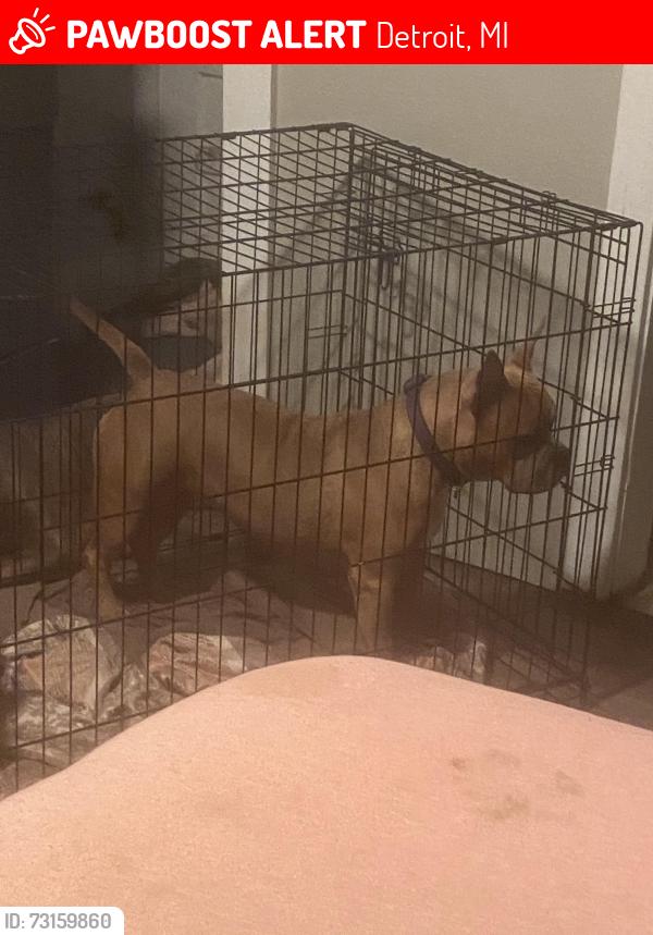 Lost Female Dog last seen W Chicago/Grandmont ave, Detroit, MI 48227