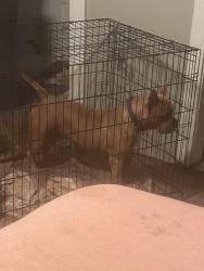 Lost Female Dog last seen W Chicago/Grandmont ave, Detroit, MI 48227