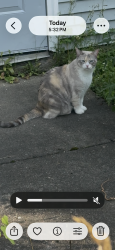 Found/Stray Unknown Cat last seen Cedar Hollow Dr, Lower Makefield Township, PA 19067