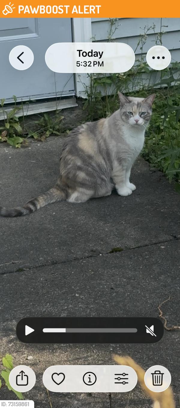 Found/Stray Unknown Cat last seen Cedar Hollow Dr, Lower Makefield Township, PA 19067