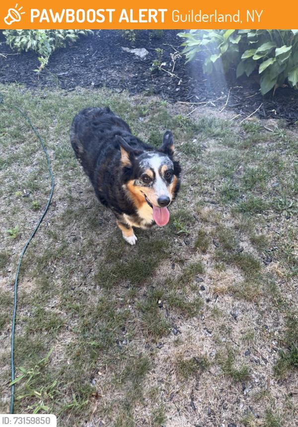 Found/Stray Unknown Dog last seen Near Rosedale Way, Guilderland, NY 12303