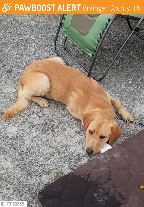 Found/Stray Male Dog last seen Near oak road, Grainger County, TN 37861