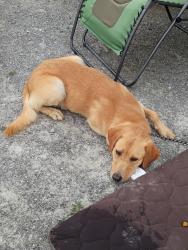 Found/Stray Male Dog last seen Near oak road, Grainger County, TN 37861