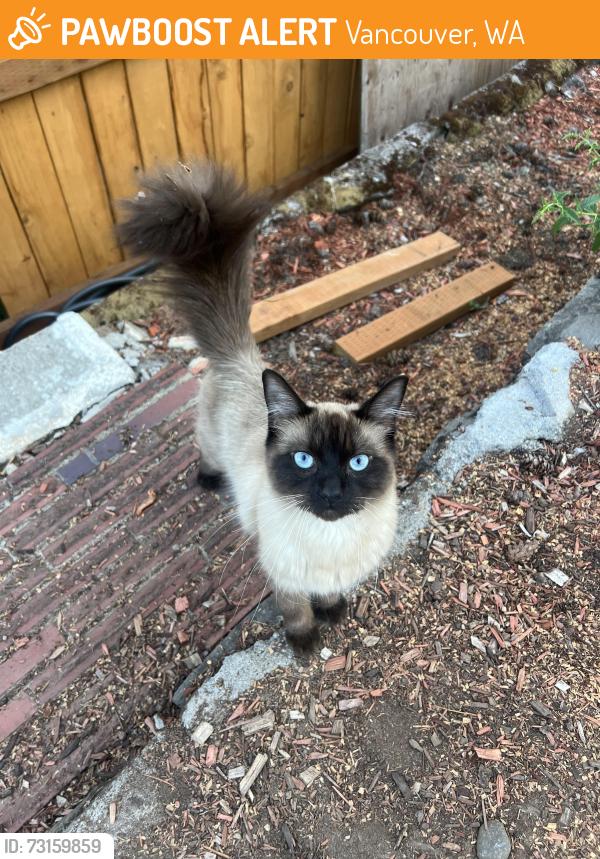 Found/Stray Unknown Cat last seen Minnehaha Elementary School, Vancouver, WA 98663