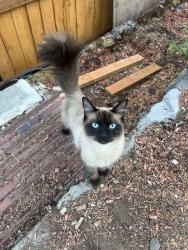 Found/Stray Unknown Cat last seen Minnehaha Elementary School, Vancouver, WA 98663