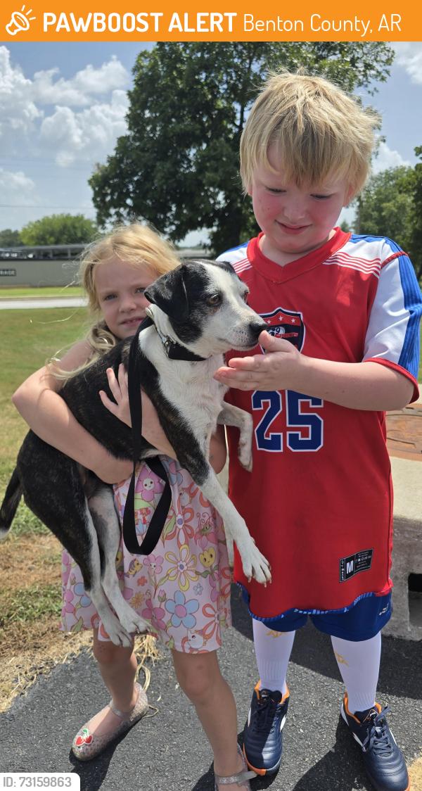 Found/Stray Female Dog last seen Ervin McGarrah and Frisco Church lowell, Benton County, AR 72745