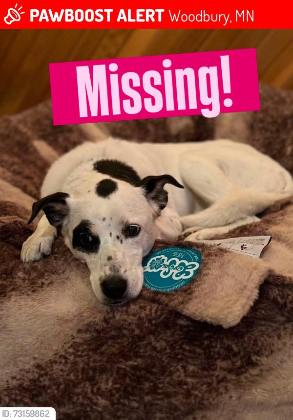 Lost Female Dog last seen Pioneer Dr and Bailey Ridge Dr, Woodbury, MN 55125