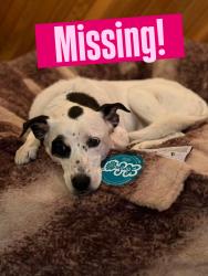 Lost Female Dog last seen Pioneer Dr and Bailey Ridge Dr, Woodbury, MN 55125