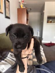 Found/Stray Male Dog last seen Near Burke Rd. Pasadena, Texas 77504, Pasadena, TX 77502