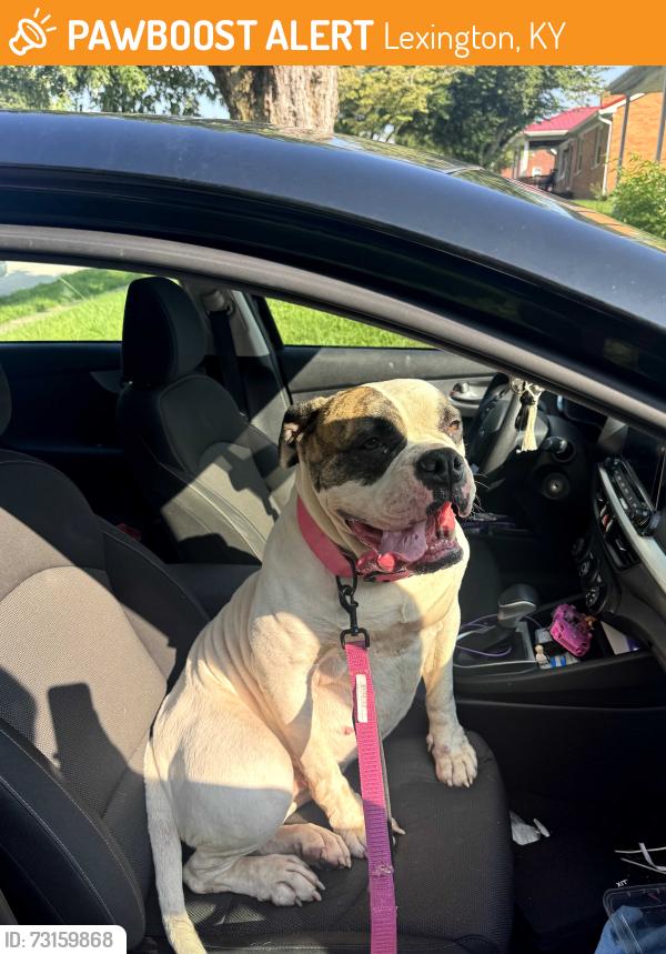 Found/Stray Female Dog last seen Eastland Parkway, Lexington, KY 40505