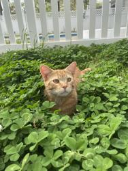 Reunited Male Cat last seen Cypress lakes, Hope Mills, NC 28348