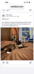 Lost Male Cat last seen FeeFee and Ross, St. Louis, MO 63146