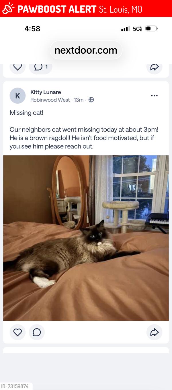 Lost Male Cat last seen FeeFee and Ross, St. Louis, MO 63146