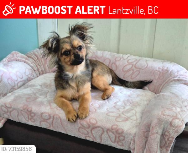 Lost Female Dog last seen Last seen near North Rd, Lantzville, BC 