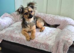 Lost Female Dog last seen Last seen near North Rd, Lantzville, BC 