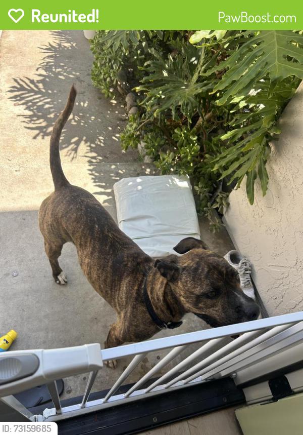 Reunited Male Dog last seen Caminito Septimo, Encinitas, CA 92007