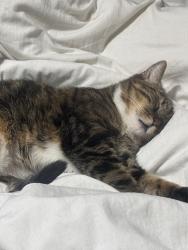 Reunited Female Cat last seen Butterfly Sheel, Apollo Beach, FL 33572