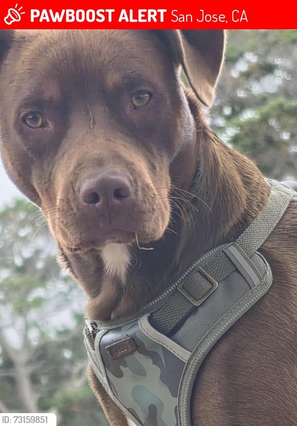 Lost Male Dog last seen Cahill and stover, San Jose, CA 95110