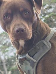Lost Male Dog last seen Cahill and stover, San Jose, CA 95110