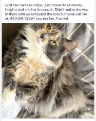 Lost Female Cat last seen Near cedar ave university heights oh, University Heights, OH 44118