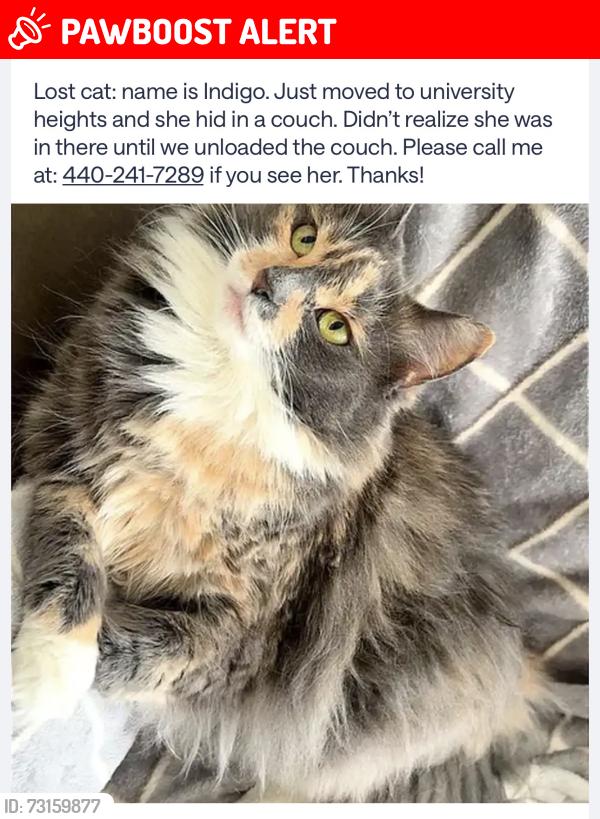 Lost Female Cat last seen Near cedar ave university heights oh, University Heights, OH 44118