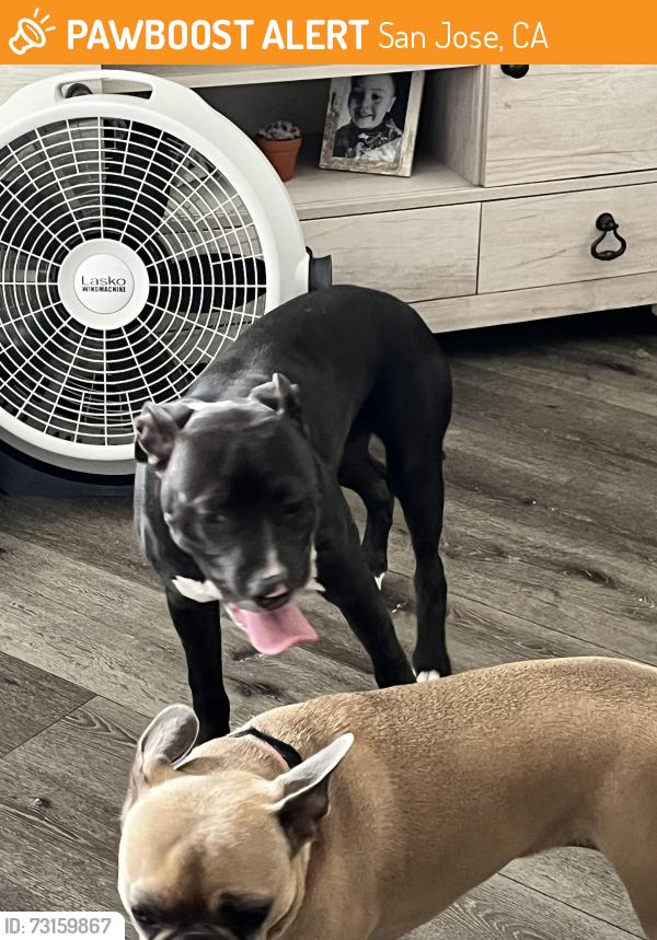 Found/Stray Female Dog last seen Clarice dr, San Jose, CA 95112