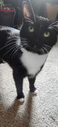 Found/Stray Female Cat last seen Morrison rd, Burke County, NC 28655