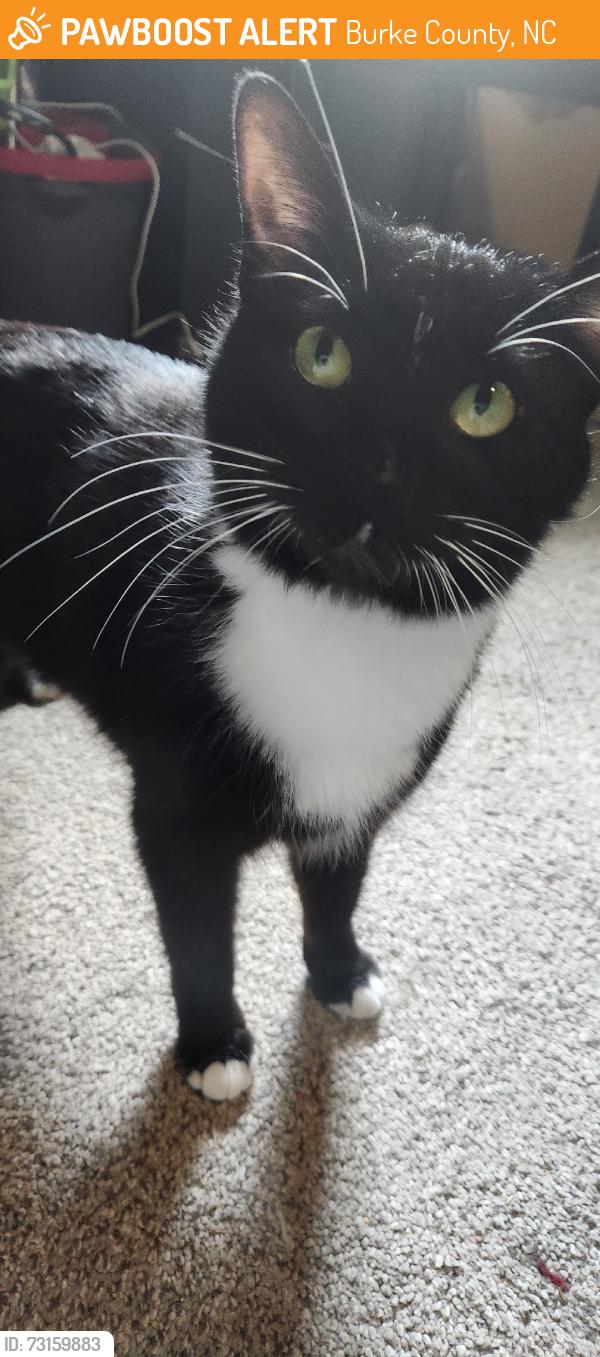 Found/Stray Female Cat last seen Morrison rd, Burke County, NC 28655