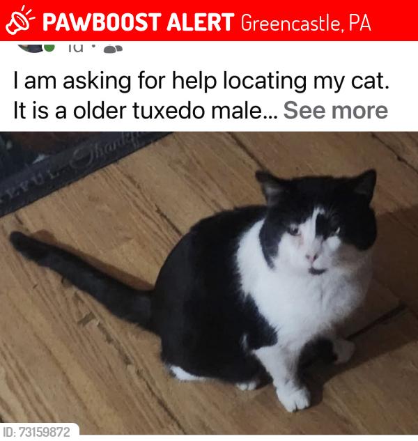 Lost Male Cat last seen Ball field and solar panel feild, Greencastle, PA 17225