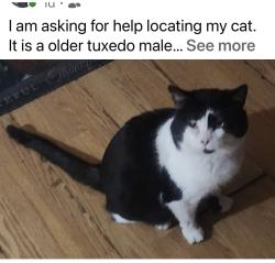 Lost Male Cat last seen Ball field and solar panel feild, Greencastle, PA 17225