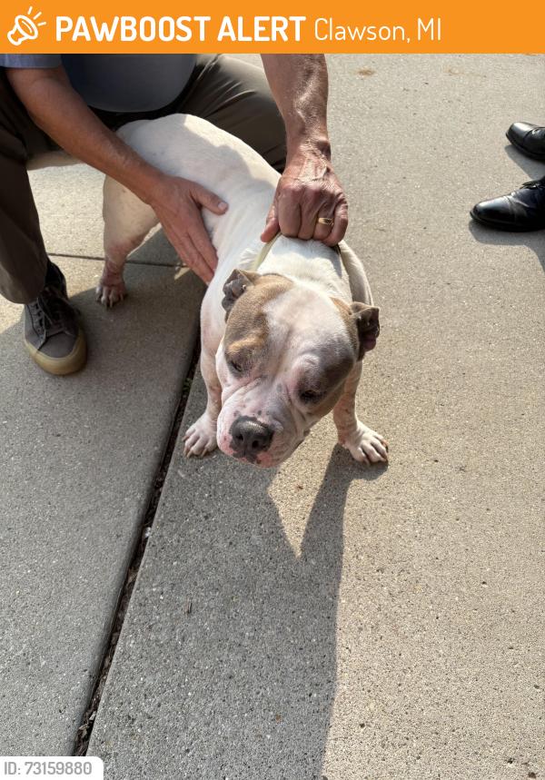 Found/Stray Unknown Dog last seen Guardian Angels Catholic Church, Clawson, MI 48017