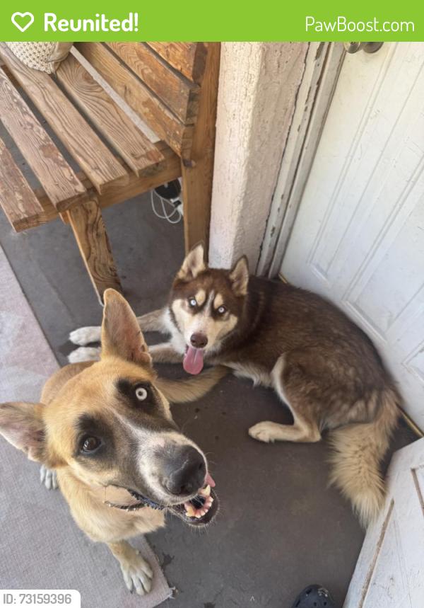 Reunited Unknown Dog last seen Near W Gardenia Ave, Glendale, AZ 85301, USA, Glendale, AZ 85301