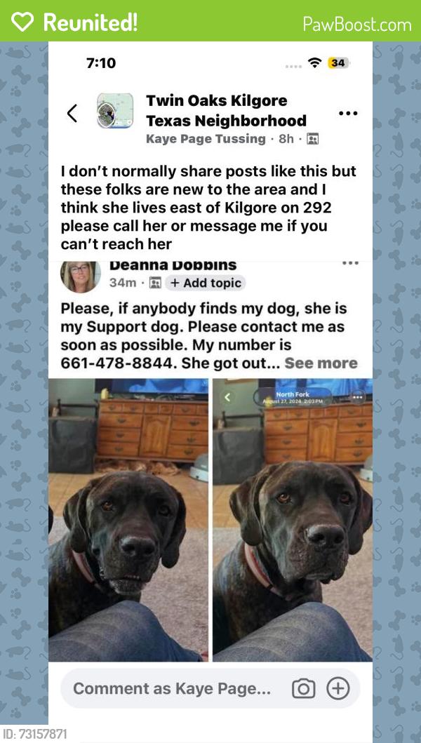 Reunited Female Dog last seen Cr 292 kilgore texas, Kilgore, TX 75662