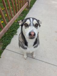 Reunited Female Dog last seen Near W Brown Deer Rd Milwaukee, WI 53223 United States, Milwaukee, WI 53223