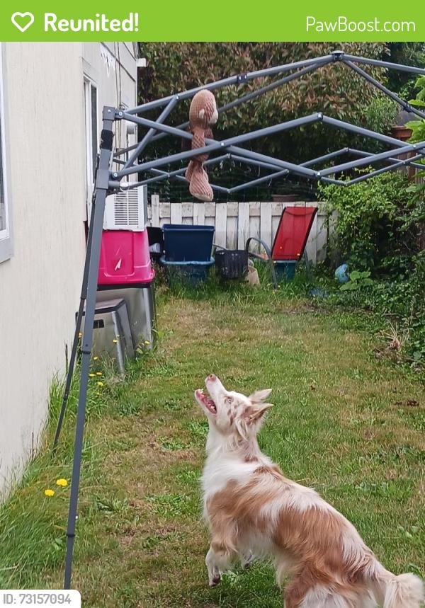 Reunited Female Dog last seen 128th and 8th st. S., Parkland, WA 98444