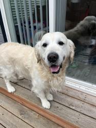 Reunited Male Dog last seen Fairview & Allumbaugh, Boise, ID 83704