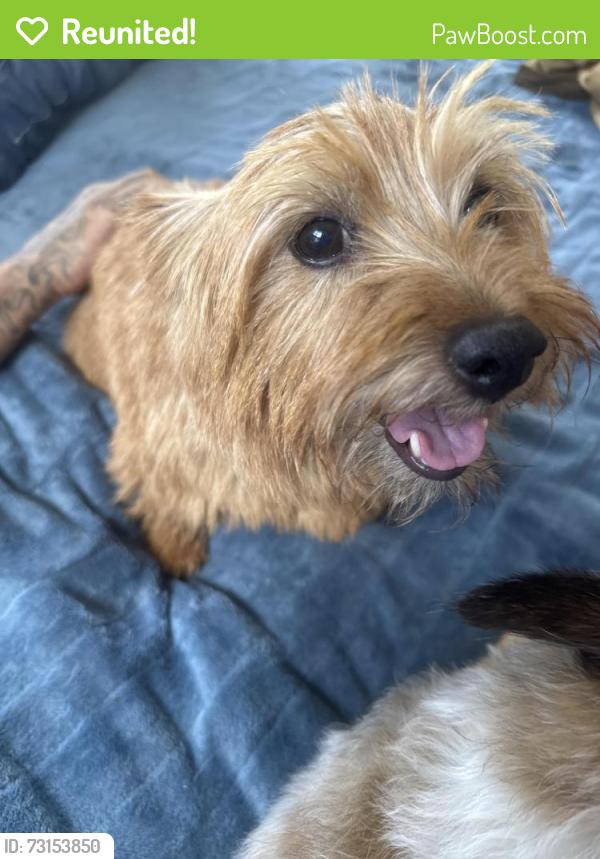 Reunited Female Dog last seen Langner Ave, Between Millbrae & Scenic, Santa Rosa, CA 95407