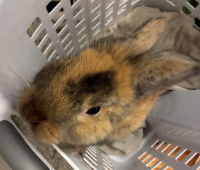 Shelter Stray Unknown Other last seen Near BLOCK S 33RD SVE, 12155 Park Blvd, Brighton, CO 80601, USA