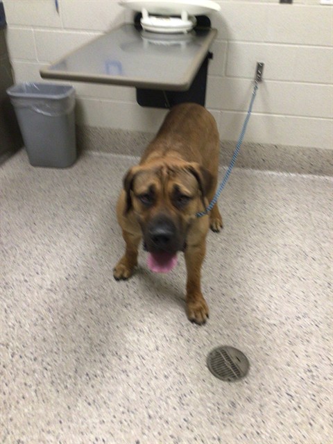 Shelter Stray Male Dog last seen Near BLOCK CHERRY ST, 12155 Park Blvd, Brighton, CO 80601, USA