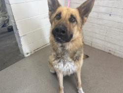 Shelter Stray Male Dog last seen N I ST X W 2ND ST, 333 Chandler Pl, San Bernardino, CA 92408, USA