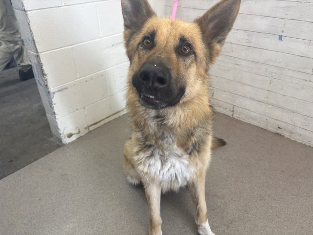 Shelter Stray Male Dog last seen N I ST X W 2ND ST, 333 Chandler Pl, San Bernardino, CA 92408, USA