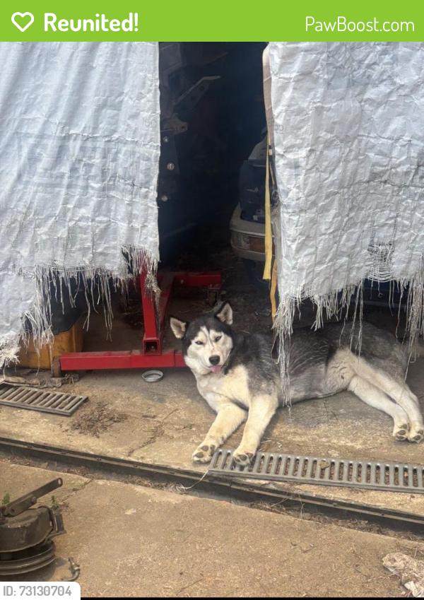 Reunited Female Dog last seen Arcadia/Lyford, Memphis, TN 38119