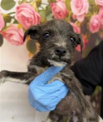 Shelter Stray Male Dog last seen Near BLOCK VALENCIA AVE, 333 Chandler Pl, San Bernardino, CA 92408, USA
