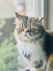 Reunited Female Cat last seen Ten Mile & Chateau, Meridian, ID 83646