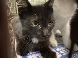 Shelter Stray Male Cat last seen , 1850 W 60th St, Los Angeles, CA 90047, USA