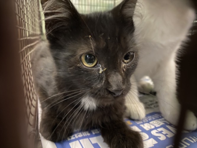 Shelter Stray Male Cat last seen , 1850 W 60th St, Los Angeles, CA 90047, USA