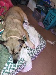 Lost Female Dog last seen Climax rd on my driveway, Climax, VA 24531