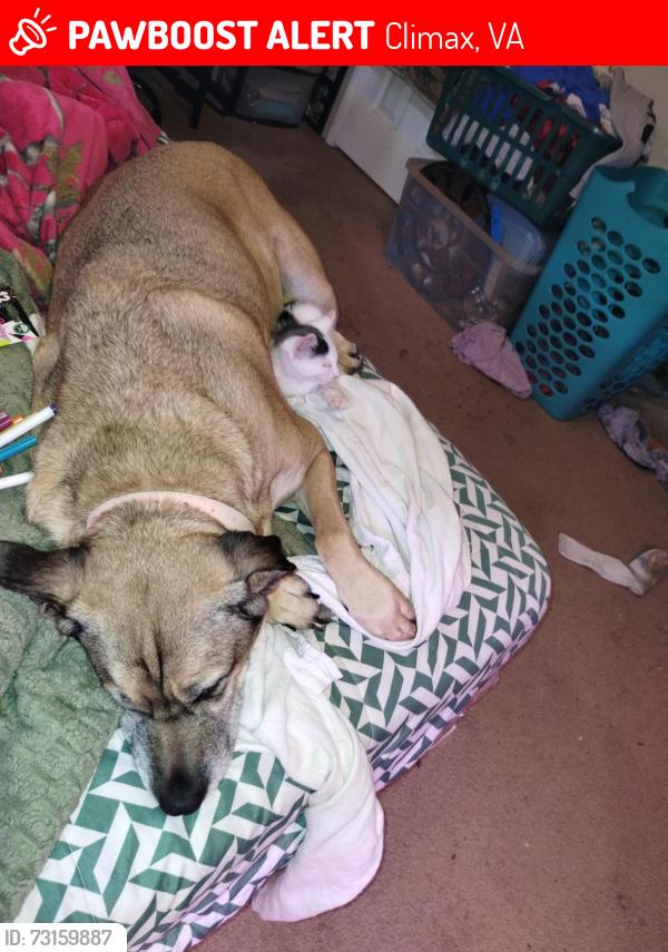 Lost Female Dog last seen Climax rd on my driveway, Climax, VA 24531