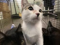 Shelter Stray Male Cat last seen , 1850 W 60th St, Los Angeles, CA 90047, USA