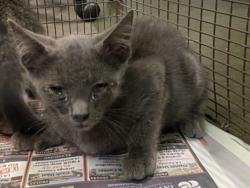 Shelter Stray Male Cat last seen , 1850 W 60th St, Los Angeles, CA 90047, USA